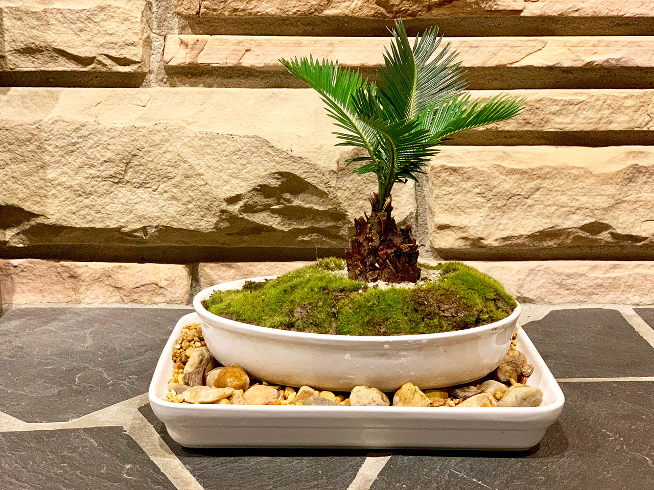 Cây vạn tuế bonsai