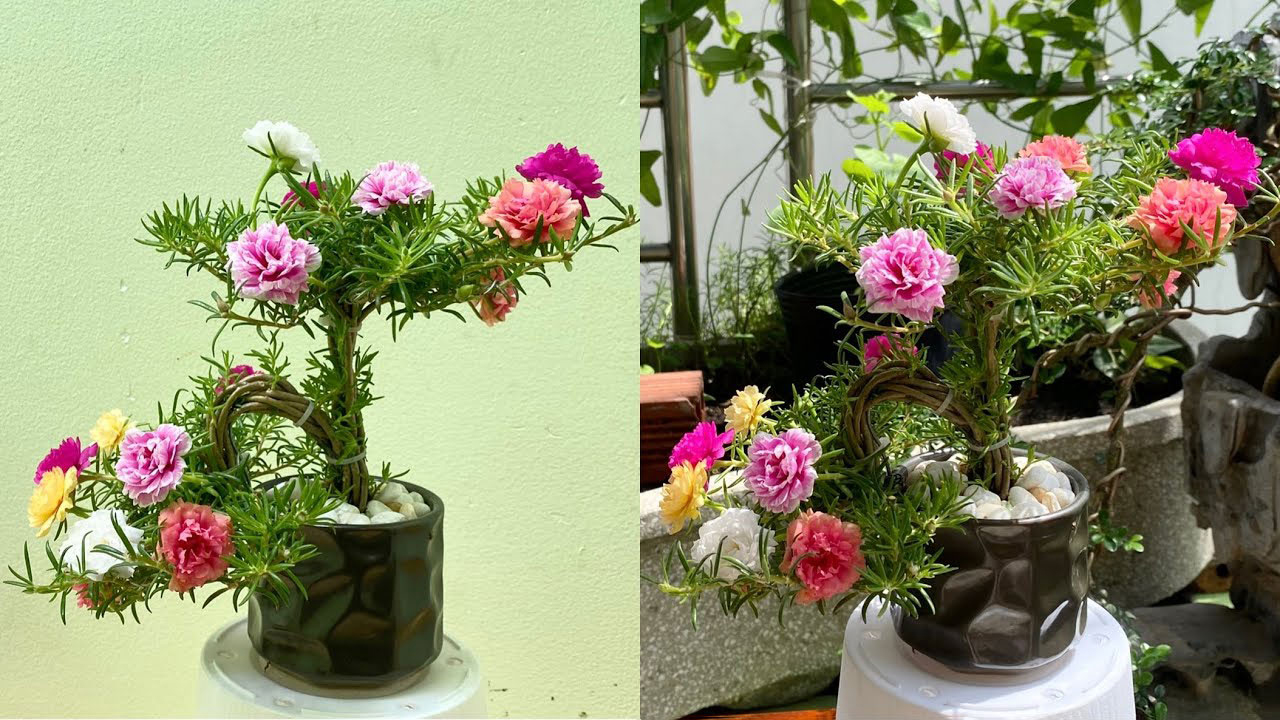 hoa mười giờ làm bonsai